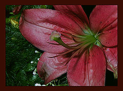 photo "The Namesake"