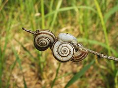 photo "Snails"