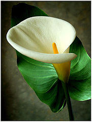 фото "Fantedeschia, Calla white"
