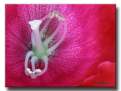 photo "Ballerine"