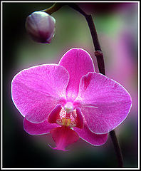 фото "Remember St. Valentine"
