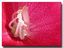 photo "Detail"