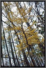 photo "walking in the october forest - 4"