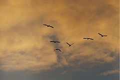 photo "FLY AWAY"