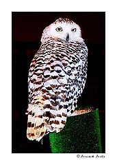 photo "Animal Visions"