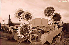 фото "HlskFlower"