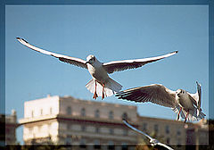 photo "Untitled photo"