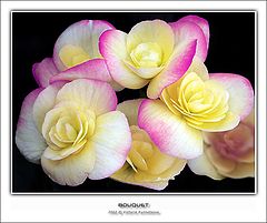 photo "Bouquet"