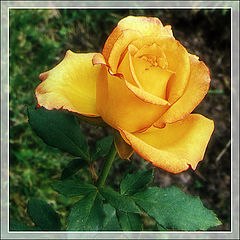 фото "Желтая роза"