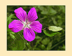 photo "The Request"