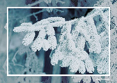 photo "Hoarfrost and branch are created for each other"