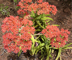 photo "Fire Cactus"