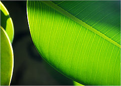 фото "green"