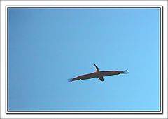 фото "Pelican on the skye"