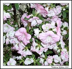 photo "AZALEA"