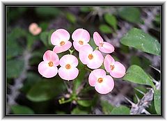 photo "Euphorbia milii splenders."