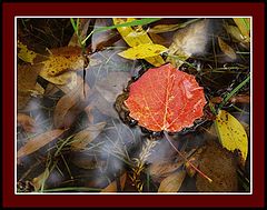 photo "*****"