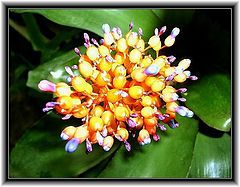 photo "AECHMEA"