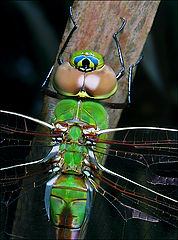 photo "Dragonfly Closeup"