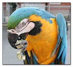 photo "Lunch Time"