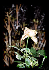 photo "The bewitched rose...In the captivated wood.."