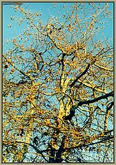 photo "tree"