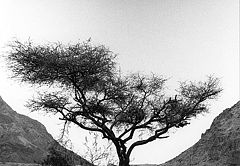фото "Between the roks"