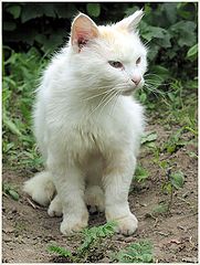 фото "Белый кот"
