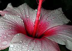 photo "the rain is off"