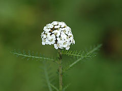 photo "My First Picture"