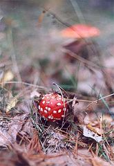 photo "Small"