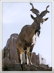 photo "Montain`s King"