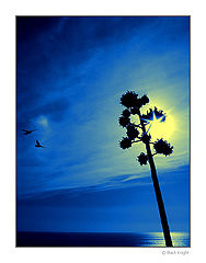 photo "Togheter we Fly"