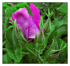 photo "***"