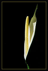 photo "Suaveness"