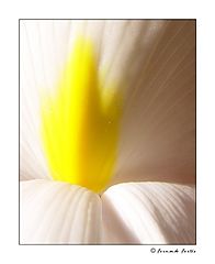 photo "Yellow Smoothness"