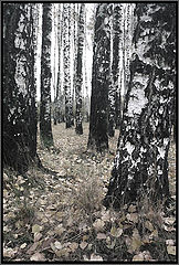 фото "between the birches"