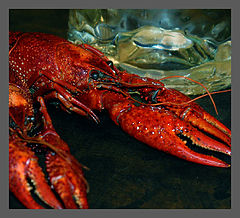 фото "Crawfish"