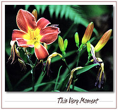 photo "This Very Moment"