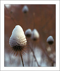 фото "Snow-berry"