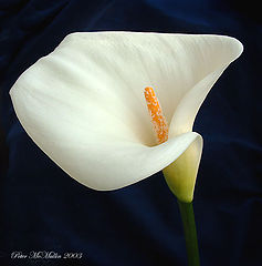 фото "Fantedeschia showing white pollen"