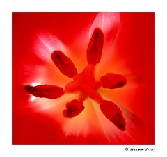 photo "Inner"