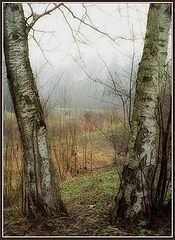 photo "Inter-season period - two birches"