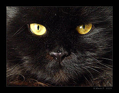 photo "A Glare"