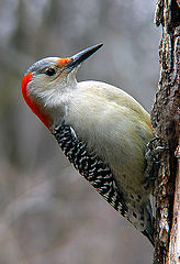 фото "Red-bellied Woodpecker"