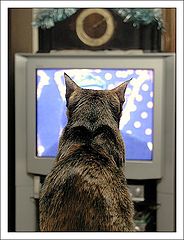 photo "Watching TV"