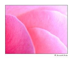 photo "Rosegarden"