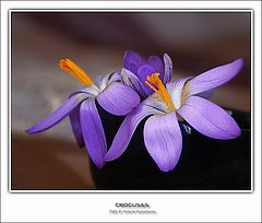 photo "Crocuses"