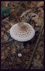 photo "Umbrella(parasol)"