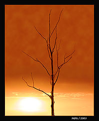 photo "Summer sun"